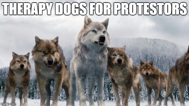 Therapy Dogs | THERAPY DOGS FOR PROTESTORS | image tagged in therapy dogs | made w/ Imgflip meme maker