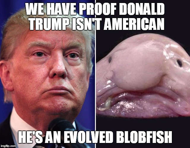Donald Trump Vs Blobdish | WE HAVE PROOF DONALD TRUMP ISN'T AMERICAN; HE'S AN EVOLVED BLOBFISH | image tagged in donald trump vs blobdish | made w/ Imgflip meme maker
