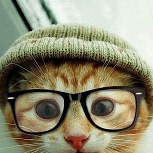hipster cat Blank Meme Template