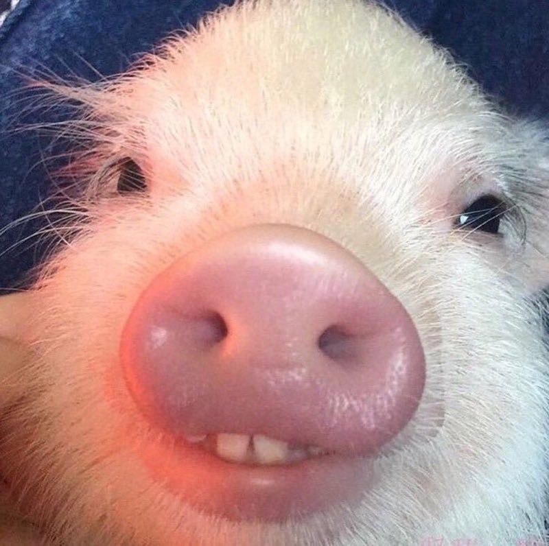 High Quality Toothy Pig Blank Meme Template