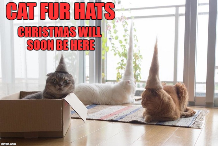 CAT FUR HATS; CHRISTMAS WILL SOON BE HERE | image tagged in cats,hats,furry,war on christmas | made w/ Imgflip meme maker