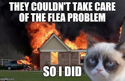 Burn Kitty | THEY COULDN'T TAKE CARE OF THE FLEA PROBLEM; SO I DID | image tagged in memes,burn kitty,grumpy cat | made w/ Imgflip meme maker