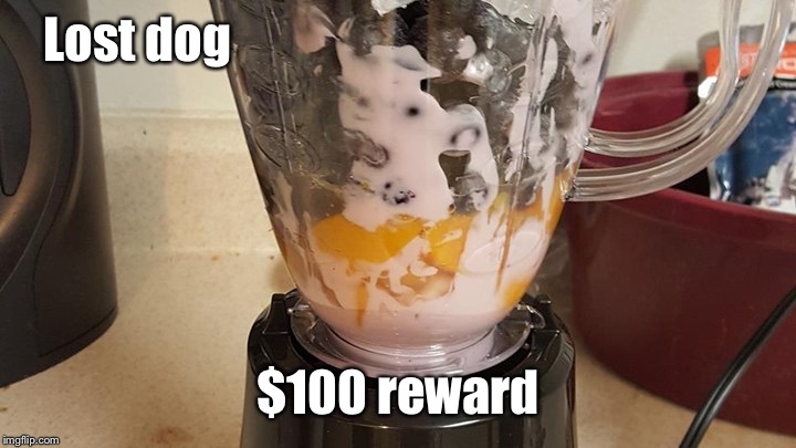 I've been putting up flyers everywhere. Even my blender  | Lost dog; $100 reward | image tagged in memes,dogs | made w/ Imgflip meme maker