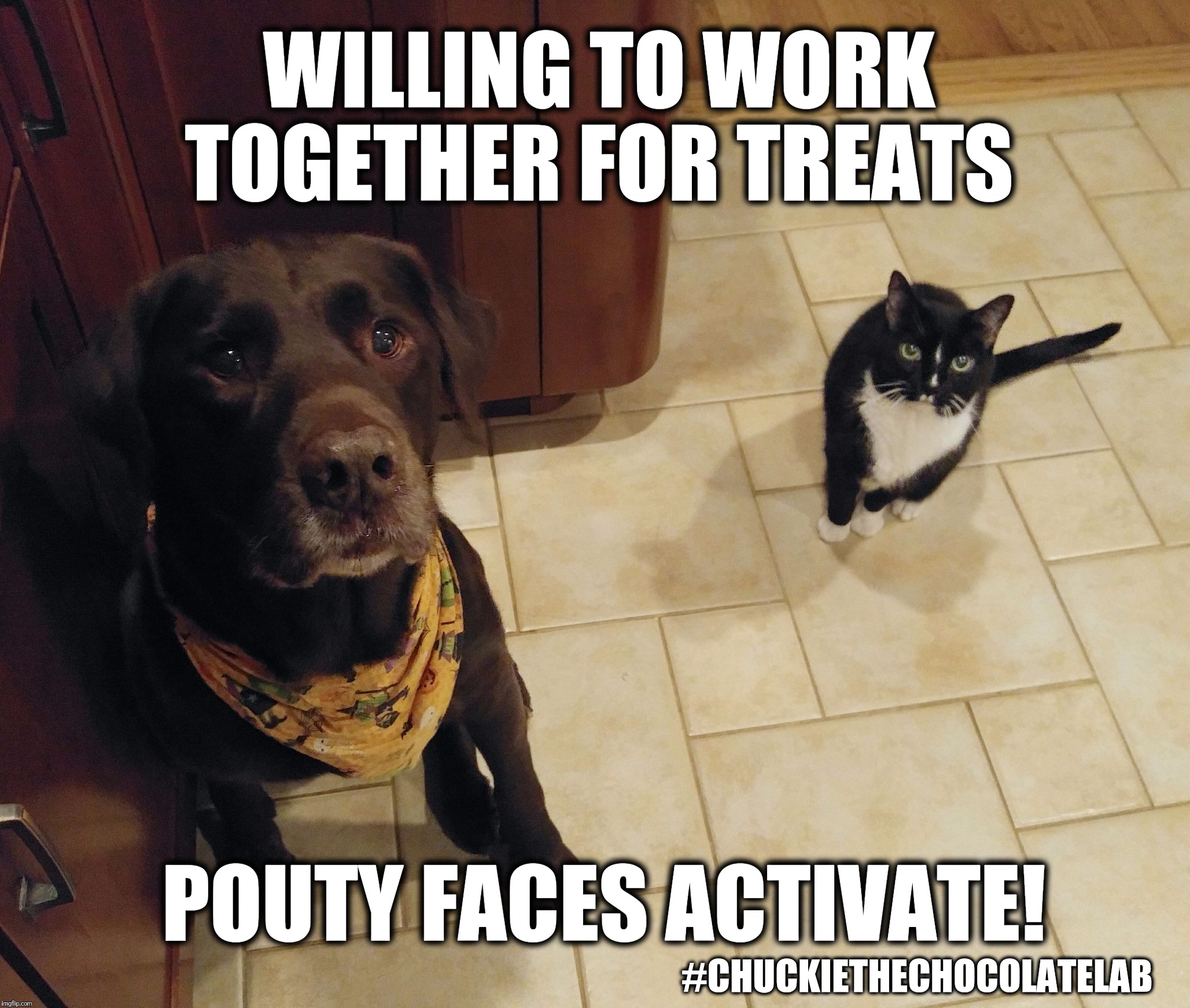 Working together for treats  | WILLING TO WORK TOGETHER FOR TREATS; POUTY FACES ACTIVATE! #CHUCKIETHECHOCOLATELAB | image tagged in chuckie the chocolate lab,dogs and cats,pouty face,funny,cute animals,memes | made w/ Imgflip meme maker