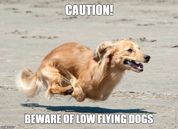 Low Flying Dogs | CAUTION! BEWARE OF LOW FLYING DOGS | image tagged in funny,meme,wmp,funny dogs,dog,dogs | made w/ Imgflip meme maker