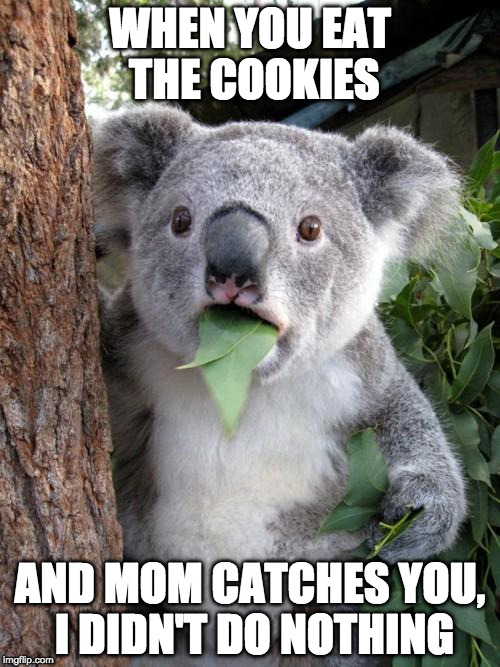 Surprised Koala Meme | WHEN YOU EAT THE COOKIES; AND MOM CATCHES YOU, I DIDN'T DO NOTHING | image tagged in memes,surprised koala | made w/ Imgflip meme maker