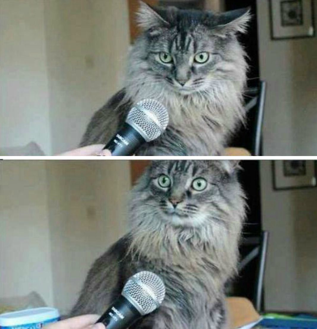 High Quality cat interview blank Blank Meme Template