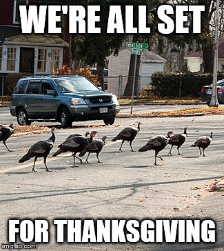TURKEYS ON ZE STREETS | WE'RE ALL SET; FOR THANKSGIVING | image tagged in turkeys,memes,funny,animals,thanksgiving | made w/ Imgflip meme maker