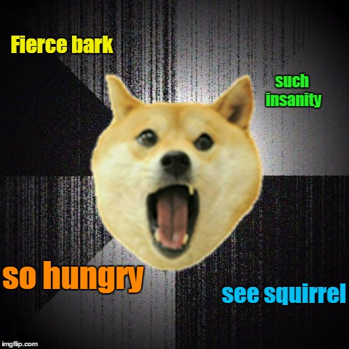 Insanity Doge | Fierce bark; such insanity; so hungry; see squirrel | image tagged in memes,insanity doge,squirrel | made w/ Imgflip meme maker