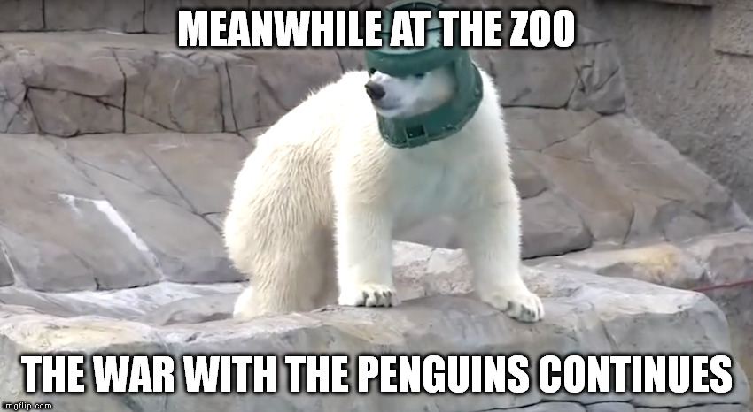 MEANWHILE AT THE ZOO; THE WAR WITH THE PENGUINS CONTINUES | made w/ Imgflip meme maker