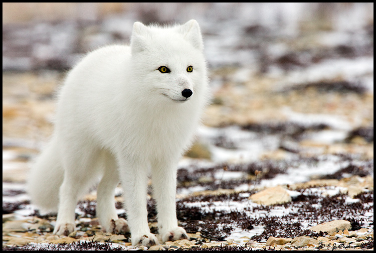 High Quality Arctic Fox Surprise Blank Meme Template