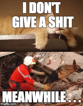 Dogs are better then cats | I DON'T GIVE A SHIT; MEANWHILE . . . | image tagged in dogs and cats,dogs vs cats,lol | made w/ Imgflip meme maker