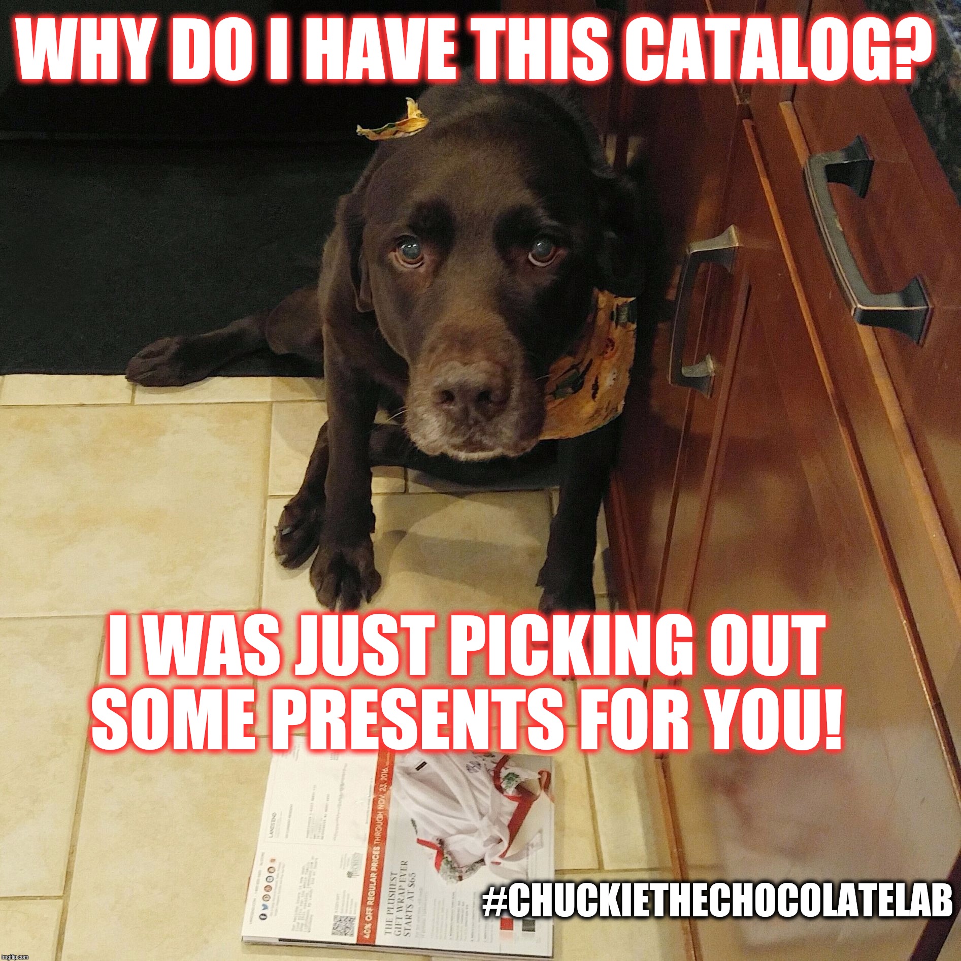 I'm just Christmas shopping!  | WHY DO I HAVE THIS CATALOG? I WAS JUST PICKING OUT SOME PRESENTS FOR YOU! #CHUCKIETHECHOCOLATELAB | image tagged in chuckie the chocolate lab,christmas,shopping,funny,dogs,bad dogs | made w/ Imgflip meme maker