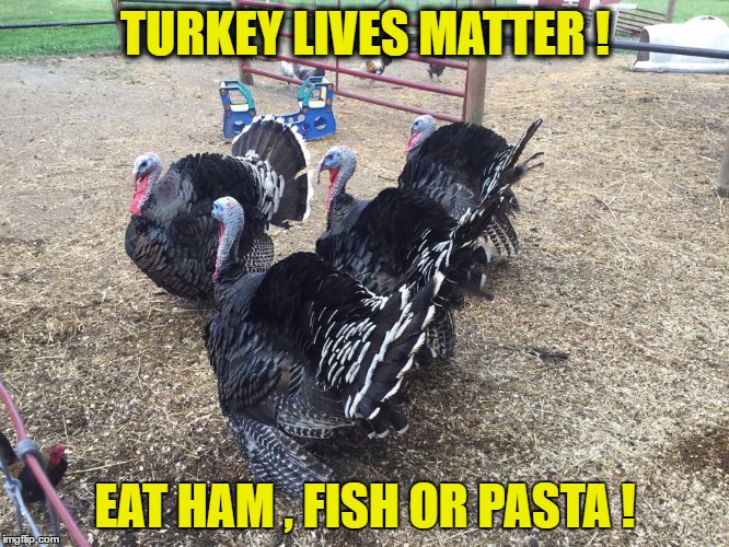 Turkeys | TURKEY LIVES MATTER ! EAT HAM , FISH OR PASTA ! | image tagged in turkeys | made w/ Imgflip meme maker