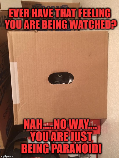 Ever have that Feeling you are Being Watched? | EVER HAVE THAT FEELING YOU ARE BEING WATCHED? NAH.....NO WAY.... YOU ARE JUST BEING PARANOID! | image tagged in cats,funny cats,funny animals,feline | made w/ Imgflip meme maker