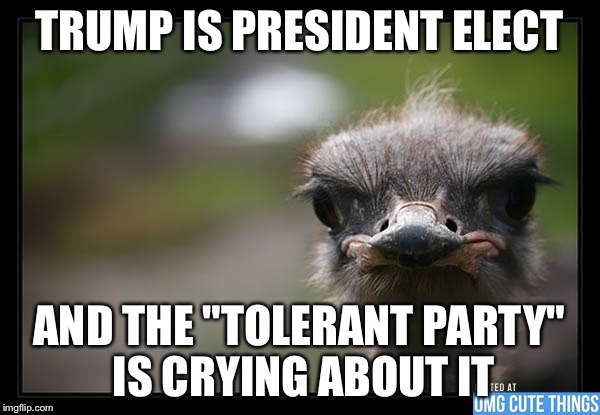 Disapproving ostrich  | TRUMP IS PRESIDENT ELECT; AND THE "TOLERANT PARTY" IS CRYING ABOUT IT | image tagged in disapproving ostrich | made w/ Imgflip meme maker