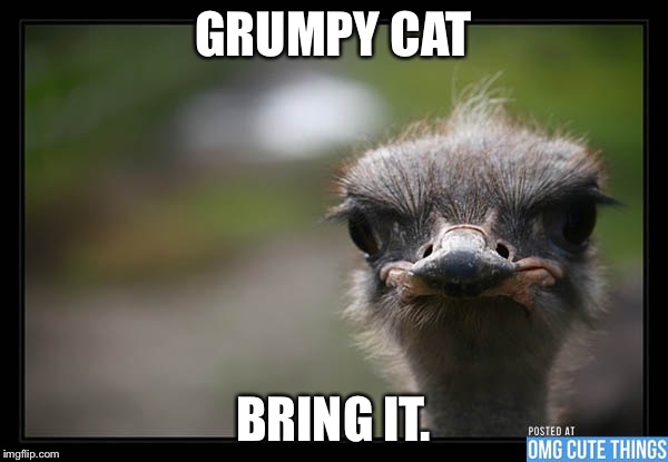 Disapproving ostrich  | GRUMPY CAT; BRING IT. | image tagged in disapproving ostrich | made w/ Imgflip meme maker