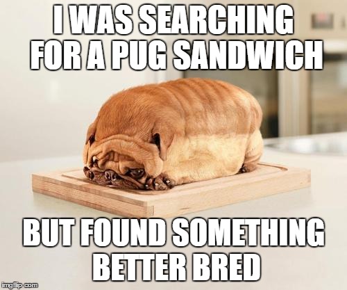 Pug Loaf | I WAS SEARCHING FOR A PUG SANDWICH; BUT FOUND SOMETHING BETTER BRED | image tagged in pug,bread,pugloaf | made w/ Imgflip meme maker
