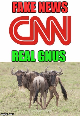 This is GNUS | FAKE NEWS; REAL GNUS | image tagged in fake news,real news,real gnus | made w/ Imgflip meme maker