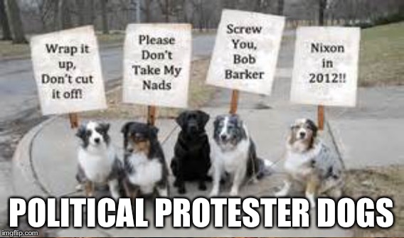 POLITICAL PROTESTER DOGS | made w/ Imgflip meme maker