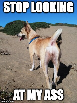 Beach Bitch | STOP LOOKING; AT MY ASS | image tagged in flirting,flirt,beach,dog,cute dog,dee dee | made w/ Imgflip meme maker