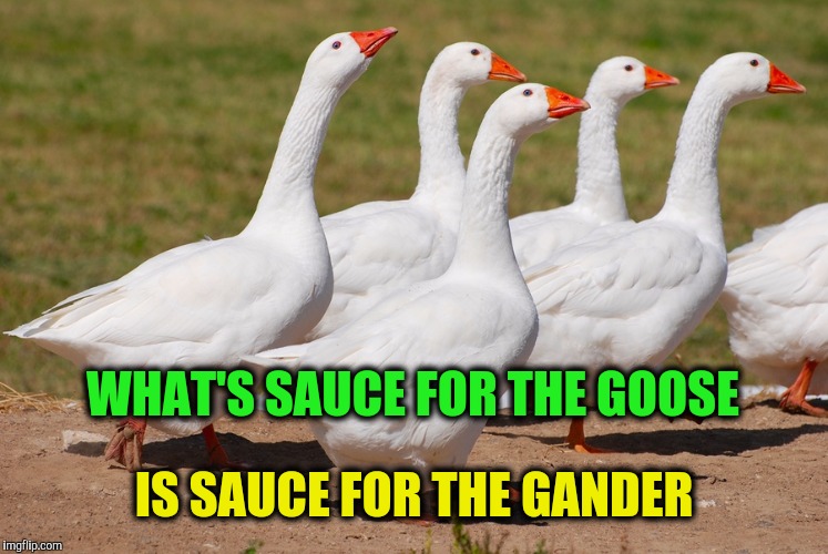 memes for desktop goose