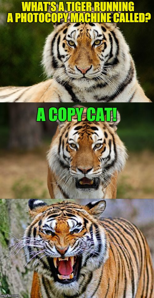 Tiger Puns | WHAT'S A TIGER RUNNING A PHOTOCOPY MACHINE CALLED? A COPY CAT! | image tagged in tiger puns,funny memes,jokes,tigers,photocopy,copy cat | made w/ Imgflip meme maker