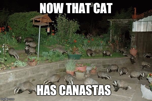 NOW THAT CAT; HAS CANASTAS | image tagged in badgercat | made w/ Imgflip meme maker
