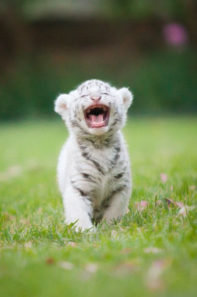 High Quality baby tiger roaring Blank Meme Template