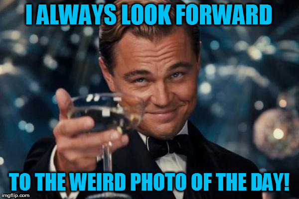 Leonardo Dicaprio Cheers Meme | I ALWAYS LOOK FORWARD TO THE WEIRD PHOTO OF THE DAY! | image tagged in memes,leonardo dicaprio cheers | made w/ Imgflip meme maker