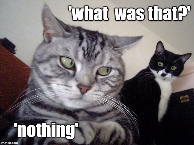 nothing | 'what  was that?'; 'nothing' | image tagged in funny,bitch,memes,cats,cat | made w/ Imgflip meme maker