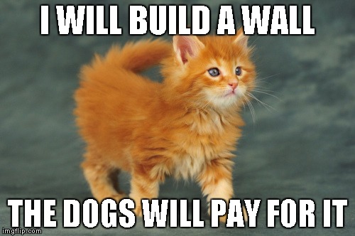 I WILL BUILD A WALL; THE DOGS WILL PAY FOR IT | image tagged in orangekitty | made w/ Imgflip meme maker