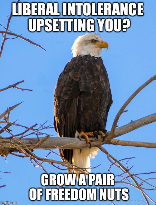 Freedom Nuts | LIBERAL INTOLERANCE UPSETTING YOU? GROW A PAIR OF FREEDOM NUTS | image tagged in liberal vs conservative,conservative,liberal,patriotic eagle | made w/ Imgflip meme maker