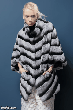 chinchilla coat gif