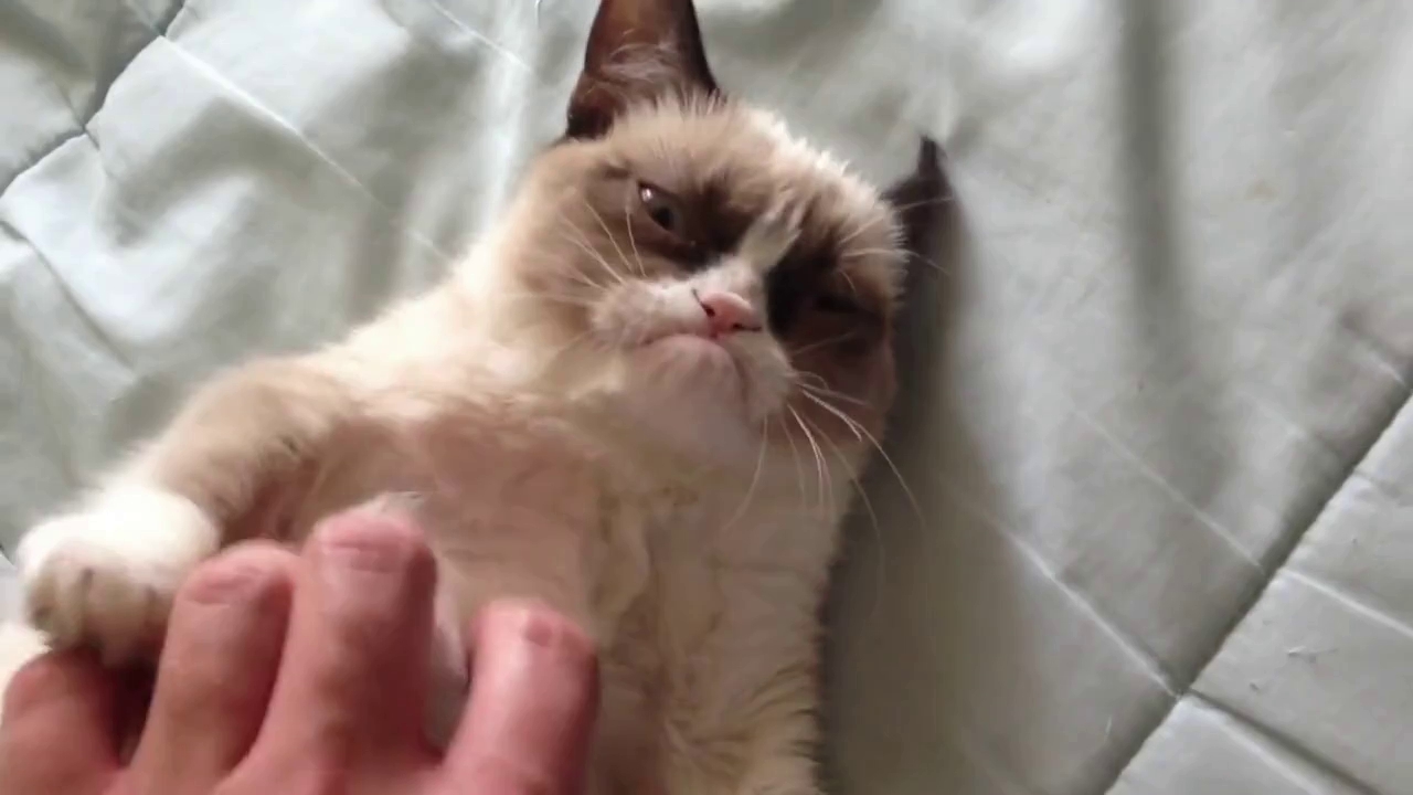 Petting Grumpy Cat Blank Meme Template