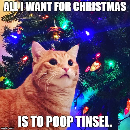 ALL I WANT FOR CHRISTMAS; IS TO POOP TINSEL. | made w/ Imgflip meme maker