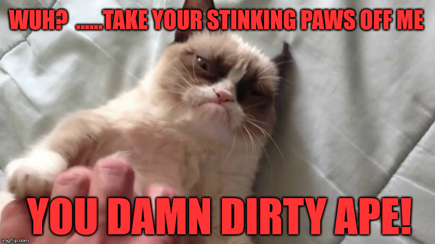 Grumpy Cat | WUH?  ......TAKE YOUR STINKING PAWS OFF ME; YOU DAMN DIRTY APE! | image tagged in petting grumpy cat,grumpy cat,funny | made w/ Imgflip meme maker