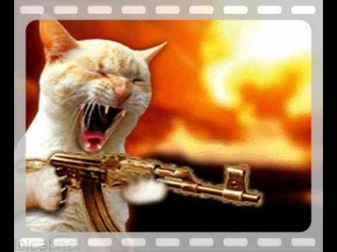 High Quality cat with gun Blank Meme Template