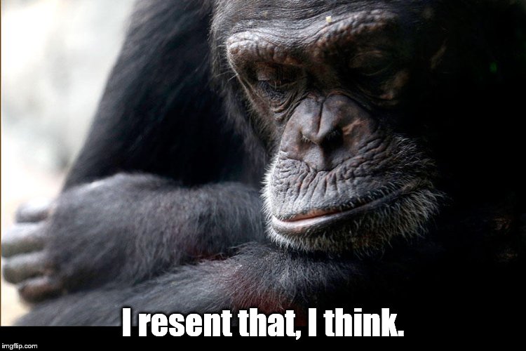 Koko | I resent that, I think. | image tagged in koko | made w/ Imgflip meme maker