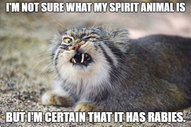 Rabid Spirit Animal | I'M NOT SURE WHAT MY SPIRIT ANIMAL IS; BUT I'M CERTAIN THAT IT HAS RABIES. | image tagged in spirit animal,pallas cat | made w/ Imgflip meme maker