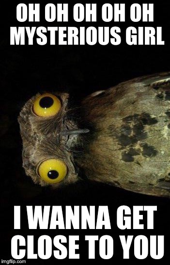 Crazy eyed bird | OH OH OH OH OH MYSTERIOUS GIRL; I WANNA GET CLOSE TO YOU | image tagged in crazy eyed bird | made w/ Imgflip meme maker