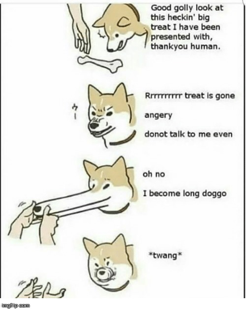 Long doggo | image tagged in doggo,meme,funny | made w/ Imgflip meme maker