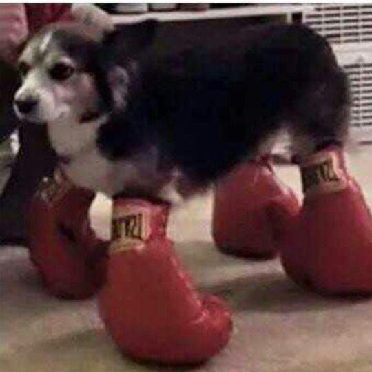High Quality boxingdog Blank Meme Template