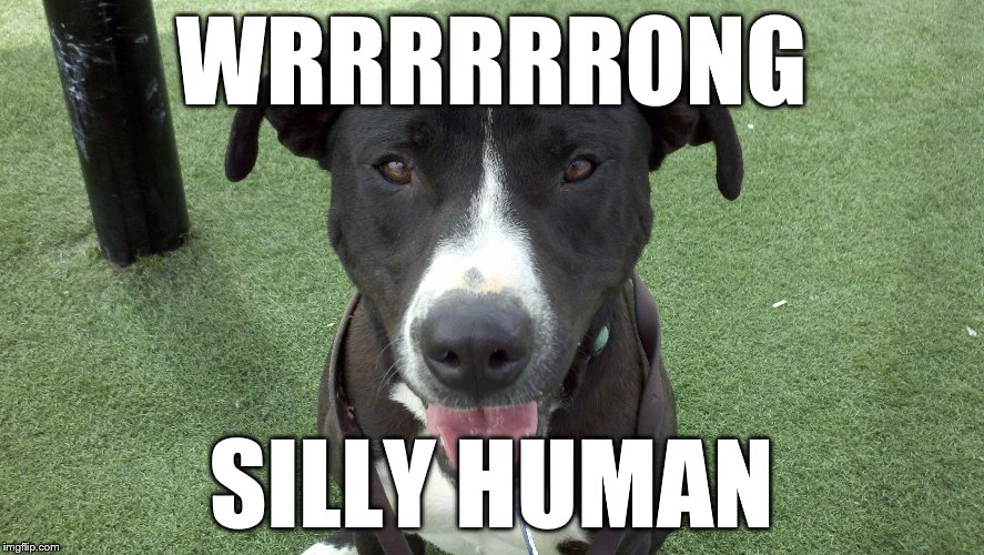 WRRRRRRONG SILLY HUMAN | image tagged in dog | made w/ Imgflip meme maker
