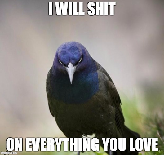Angry Bird | I WILL SHIT; ON EVERYTHING YOU LOVE | image tagged in angry bird | made w/ Imgflip meme maker