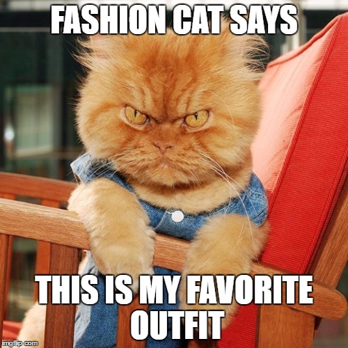 Garfi The Angry Cat | FASHION CAT SAYS; THIS IS MY FAVORITE OUTFIT | image tagged in garfi the angry cat | made w/ Imgflip meme maker