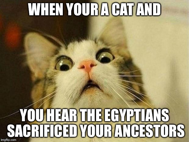 Scared Cat | WHEN YOUR A CAT AND; YOU HEAR THE EGYPTIANS SACRIFICED YOUR ANCESTORS | image tagged in memes,scared cat | made w/ Imgflip meme maker