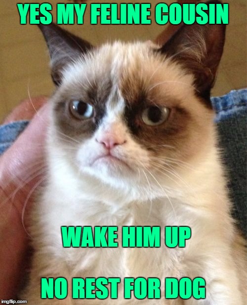 Grumpy Cat Meme | YES MY FELINE COUSIN NO REST FOR DOG WAKE HIM UP | image tagged in memes,grumpy cat | made w/ Imgflip meme maker