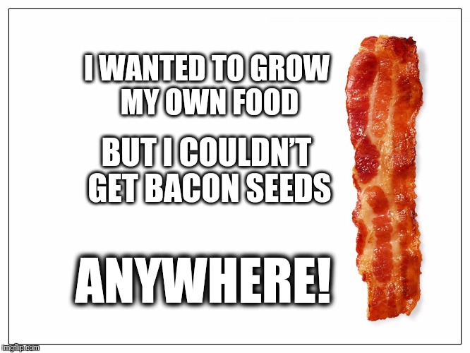 This Is Bacon | I WANTED TO GROW MY OWN FOOD; BUT I COULDN’T GET BACON SEEDS; ANYWHERE! | image tagged in this is bacon | made w/ Imgflip meme maker