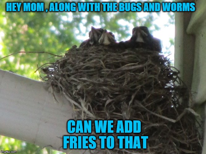 Baby birds feeding | HEY MOM , ALONG WITH THE BUGS AND WORMS; CAN WE ADD FRIES TO THAT | image tagged in baby birds feeding | made w/ Imgflip meme maker